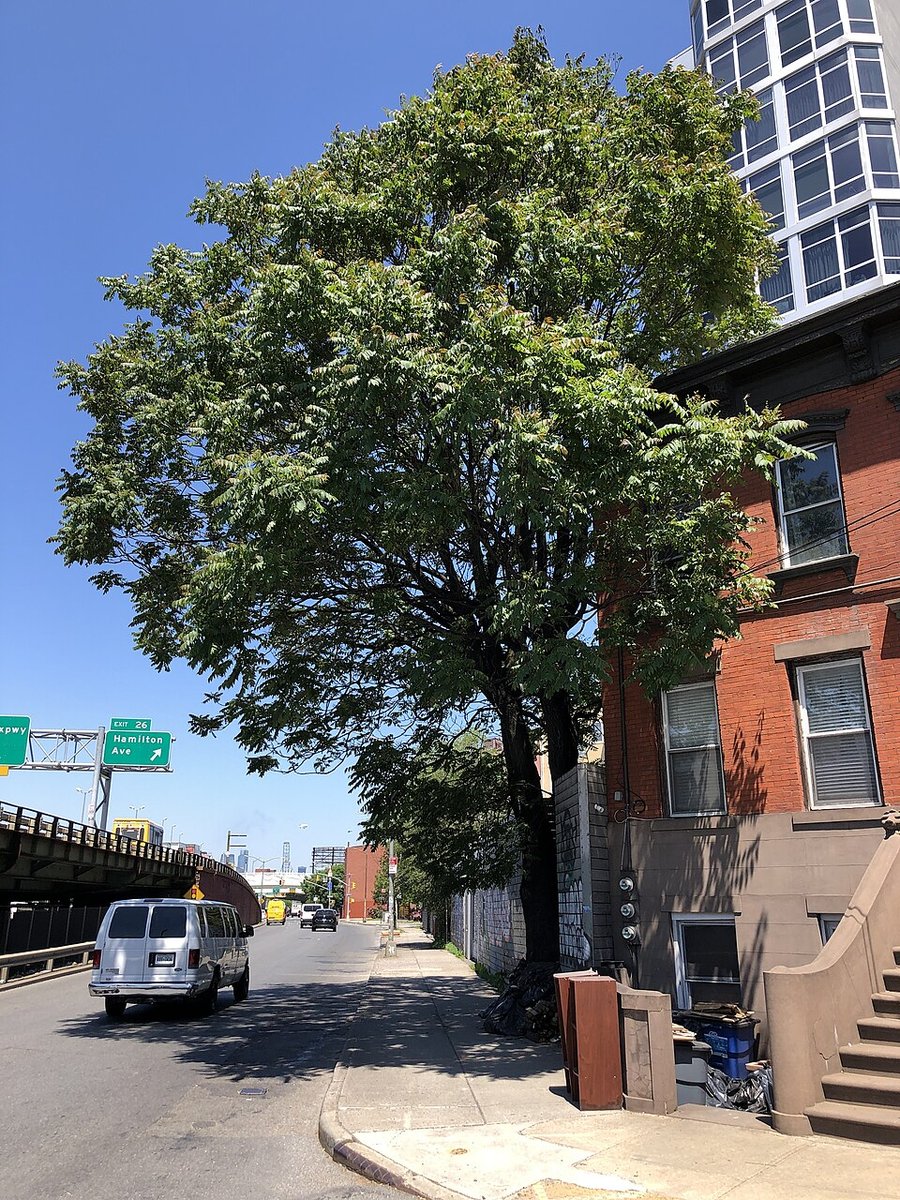 Cover A Tree Grows In Brooklyn